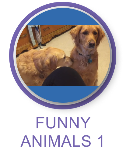 Funny Animals 1