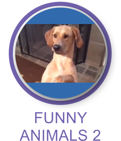 Funny Animals 2